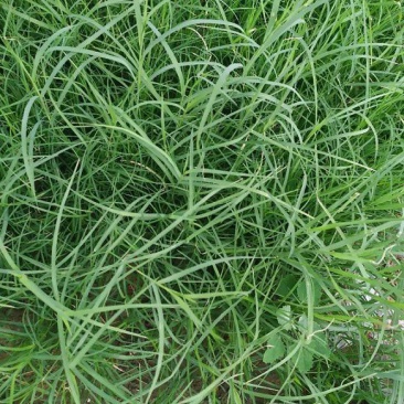 百喜草种子机场绿化护坡进口草坪种子多年生放牧型牧草
