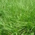 百喜草种子机场绿化护坡进口草坪种子多年生放牧型牧草