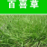 百喜草种子机场绿化护坡进口草坪种子多年生放牧型牧草