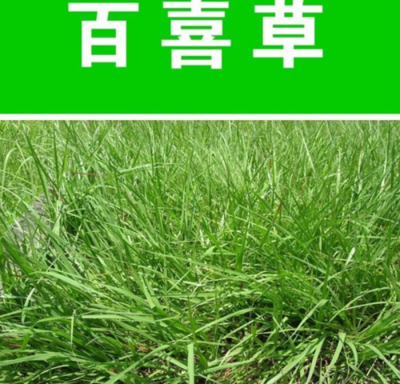 百喜草种子机场绿化护坡进口草坪种子多年生放牧型牧草