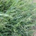 百喜草种子机场绿化护坡进口草坪种子多年生放牧型牧草