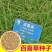 百喜草种子机场绿化护坡进口草坪种子多年生放牧型牧草