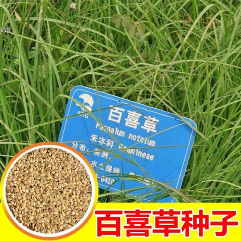 百喜草种子机场绿化护坡进口草坪种子多年生放牧型牧草