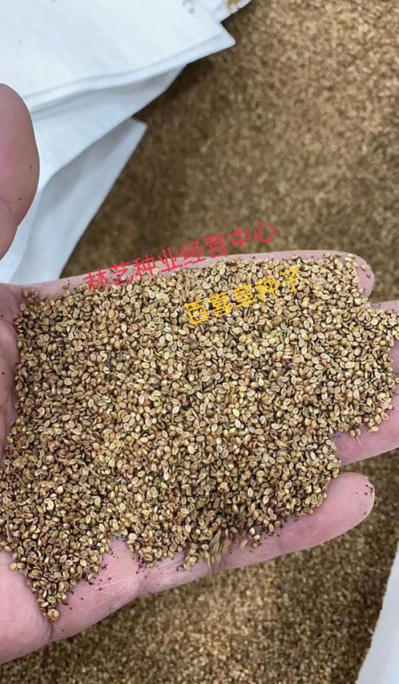 百喜草种子机场绿化护坡进口草坪种子多年生放牧型牧草