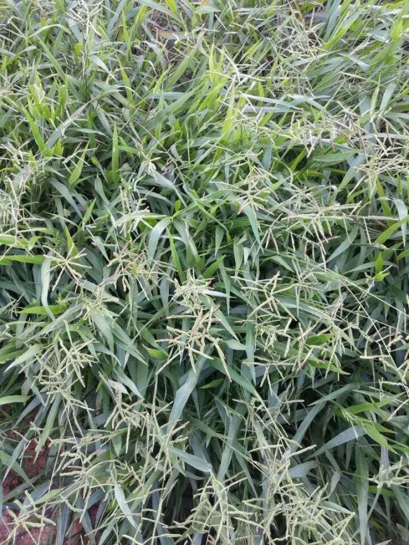 百喜草种子机场绿化护坡进口草坪种子多年生放牧型牧草