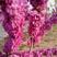 紫荆种子新采紫荆花种子巨紫荆种子紫荆树苗满条红紫荆树种子