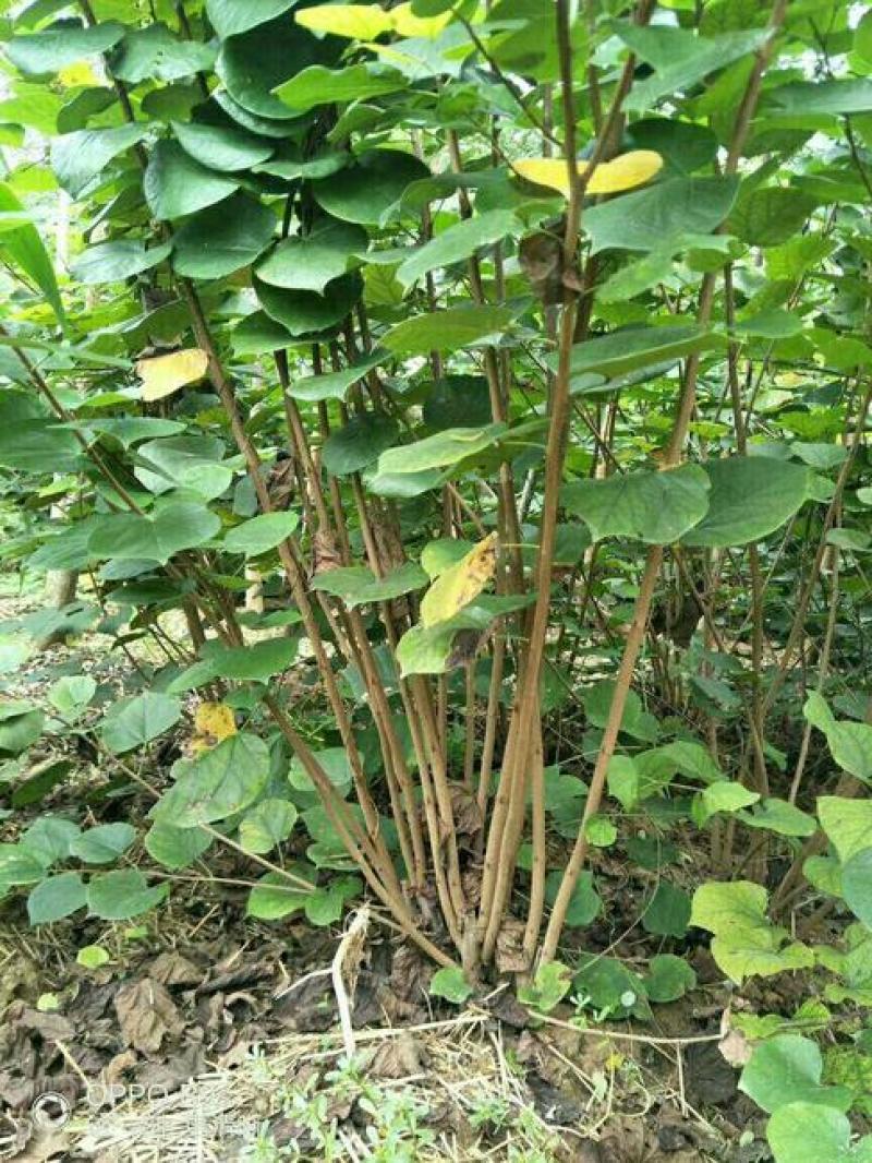紫荆种子新采紫荆花种子巨紫荆种子紫荆树苗满条红紫荆树种子
