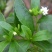 甜叶菊种子甜菊香草甜菊叶花草茶阳台花卉四季播种蔬菜种籽