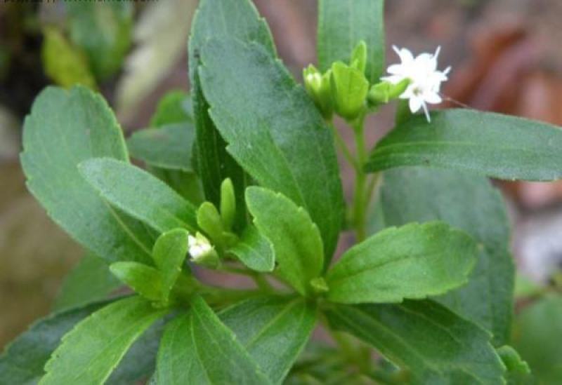 甜叶菊种子甜菊香草甜菊叶花草茶阳台花卉四季播种蔬菜种籽