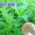 甜叶菊种子甜菊香草甜菊叶花草茶阳台花卉四季播种蔬菜种籽
