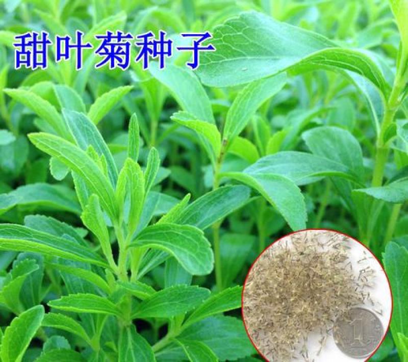 甜叶菊种子甜菊香草甜菊叶花草茶阳台花卉四季播种蔬菜种籽