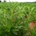 甜叶菊种子甜菊香草甜菊叶花草茶阳台花卉四季播种蔬菜种籽