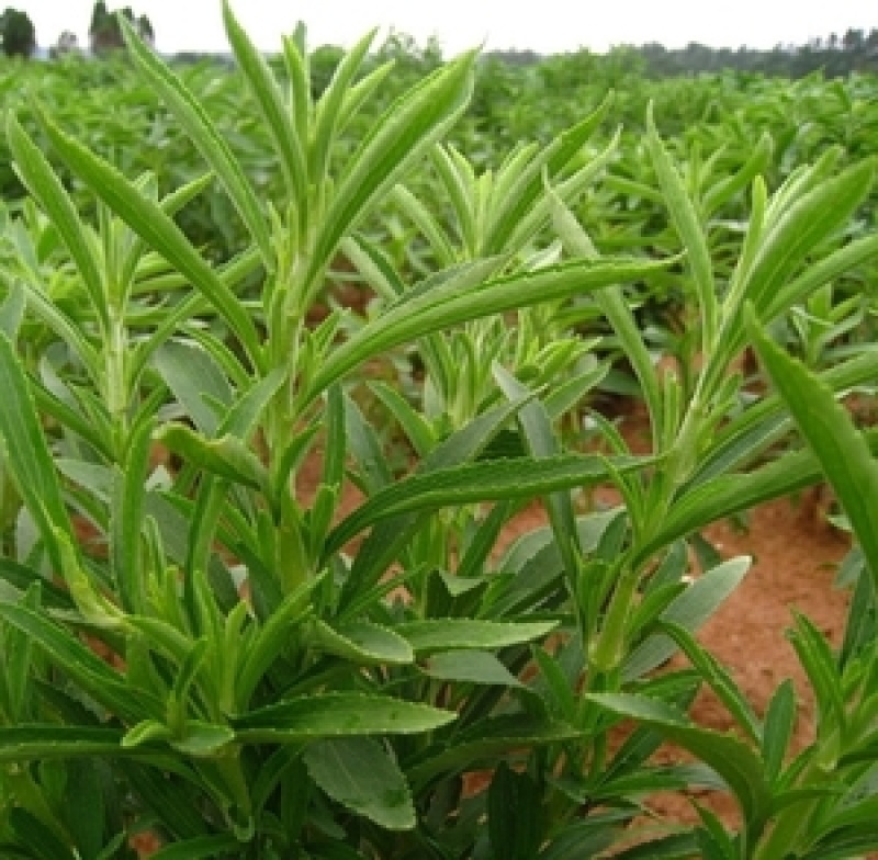 甜叶菊种子甜菊香草甜菊叶花草茶阳台花卉四季播种蔬菜种籽