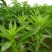 甜叶菊种子甜菊香草甜菊叶花草茶阳台花卉四季播种蔬菜种籽