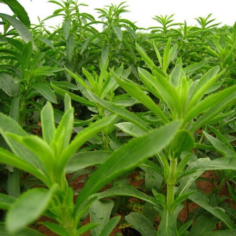 甜叶菊种子甜菊香草甜菊叶花草茶阳台花卉四季播种蔬菜种籽
