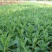 甜叶菊种子甜菊香草甜菊叶花草茶阳台花卉四季播种蔬菜种籽