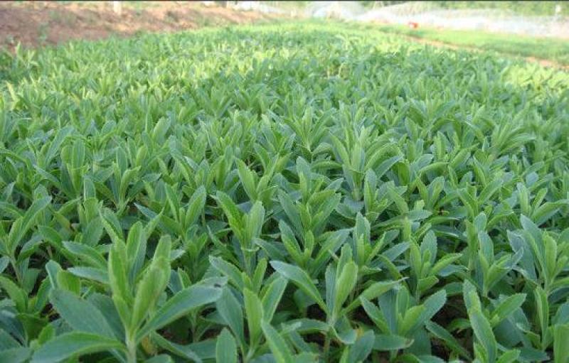 甜叶菊种子甜菊香草甜菊叶花草茶阳台花卉四季播种蔬菜种籽