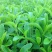 甜叶菊种子甜菊香草甜菊叶花草茶阳台花卉四季播种蔬菜种籽