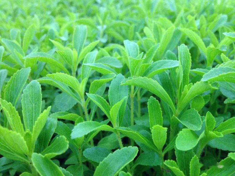 甜叶菊种子甜菊香草甜菊叶花草茶阳台花卉四季播种蔬菜种籽