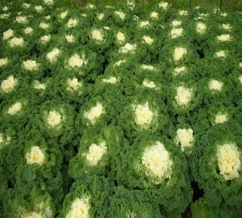 四季蔬菜种子羽衣甘蓝种子可观赏食用稀有营养丰富阳台盆栽