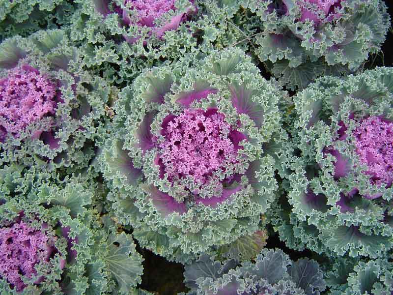 四季蔬菜种子羽衣甘蓝种子可观赏食用稀有营养丰富阳台盆栽