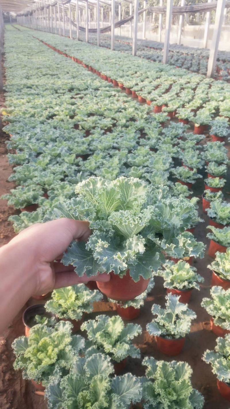 四季蔬菜种子羽衣甘蓝种子可观赏食用稀有营养丰富阳台盆栽