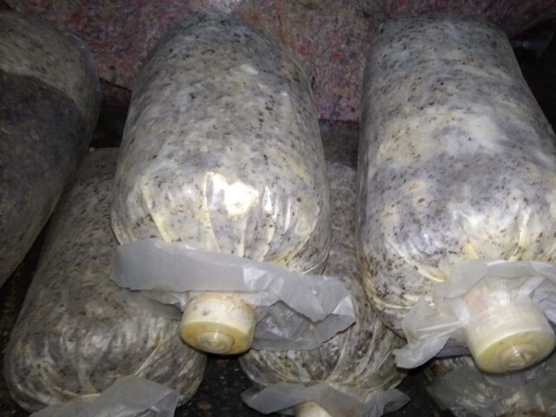 山东盛达菌业供应羊肚菌菌种，及菌需物资，免费包教包销。