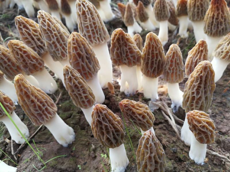 山东盛达菌业大量供应羊肚菌母种原种栽培种，每亩2000元