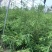 中山杉118大杯苗纯种苗当年扦插小苗，基地直接供货