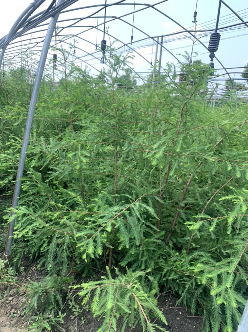 中山杉118大杯苗纯种苗当年扦插小苗，基地直接供货