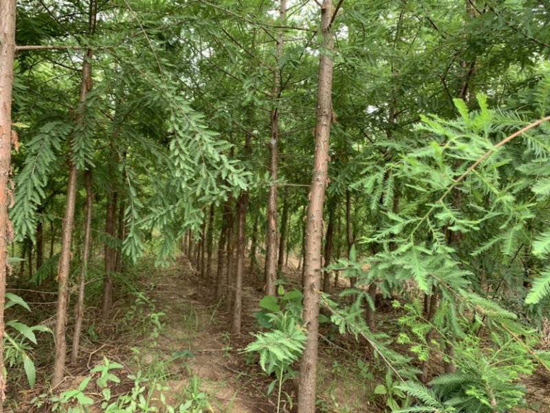 中山杉118大杯苗纯种苗当年扦插小苗，基地直接供货