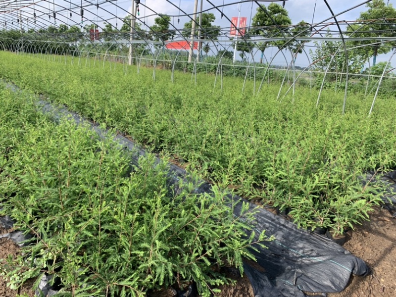 中山杉118大杯苗纯种苗当年扦插小苗，基地直接供货