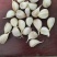 蒜种蒜瓣几毛钱一斤，速速抢购数量不多抢完就没了快快