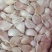 蒜种蒜瓣几毛钱一斤，速速抢购数量不多抢完就没了快快