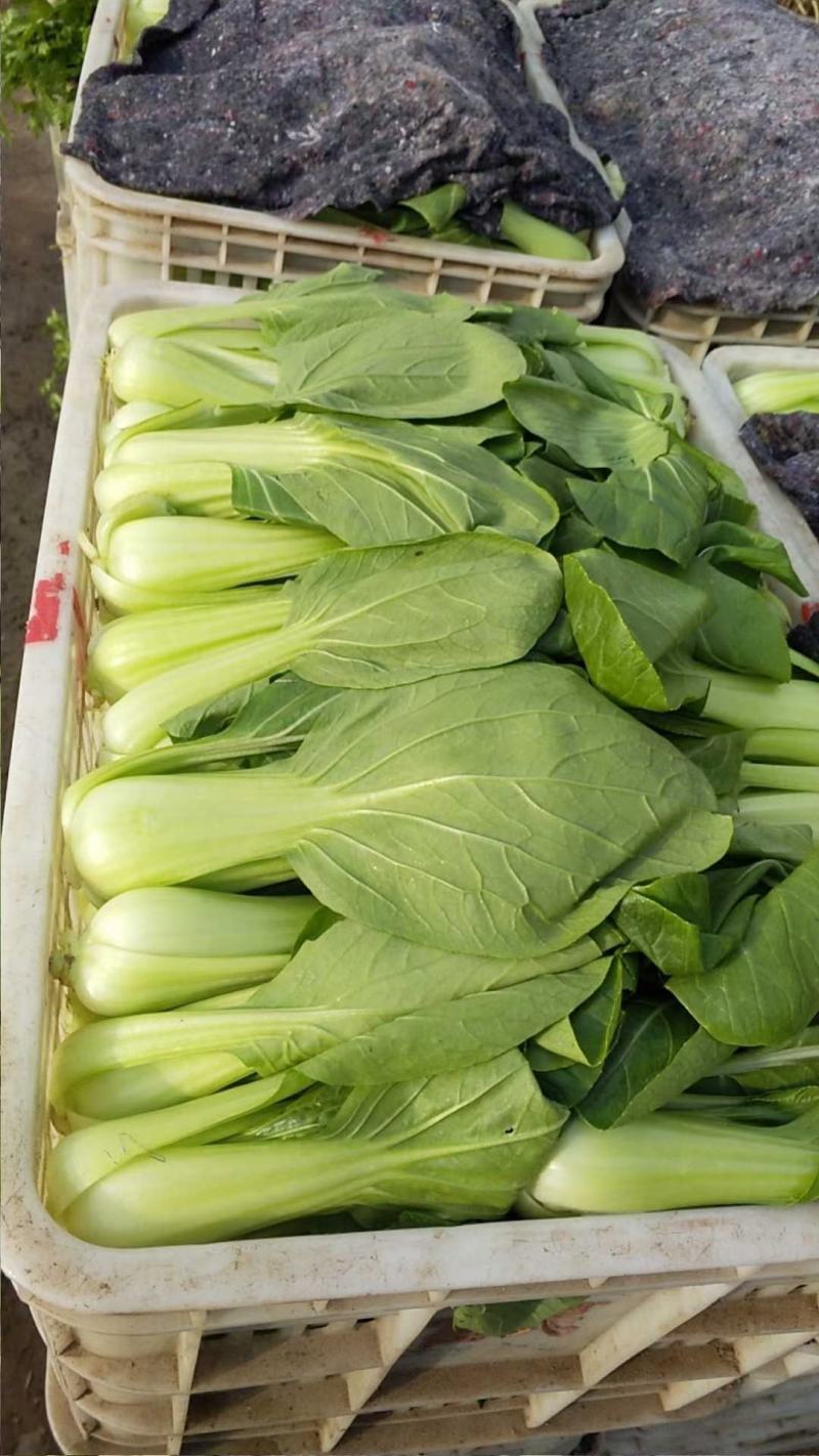 小油菜
