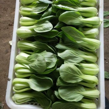 小油菜