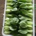 小油菜