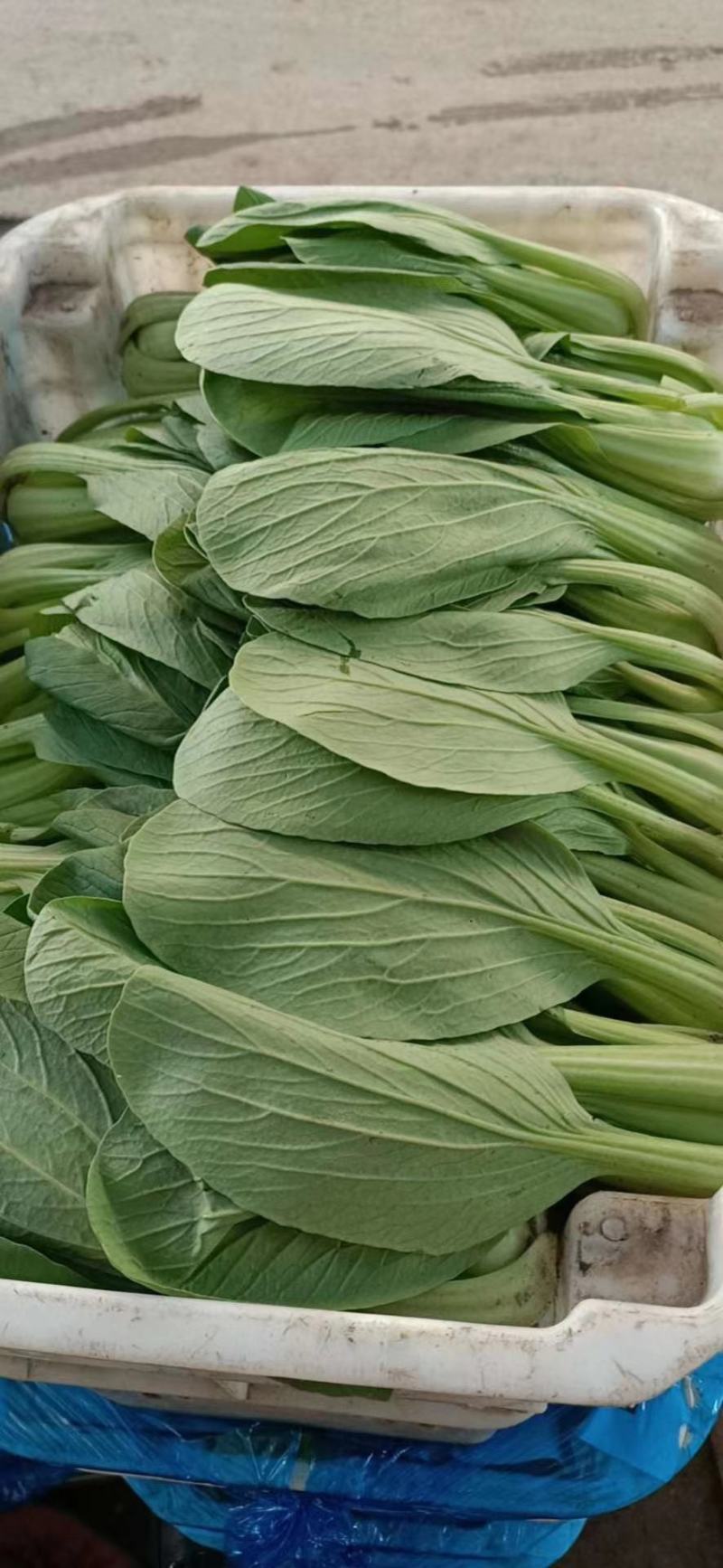 小油菜