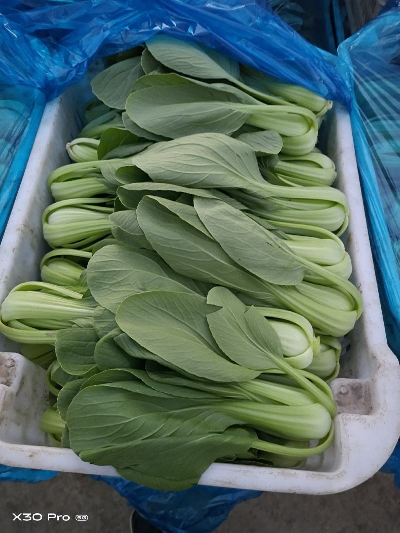 小油菜