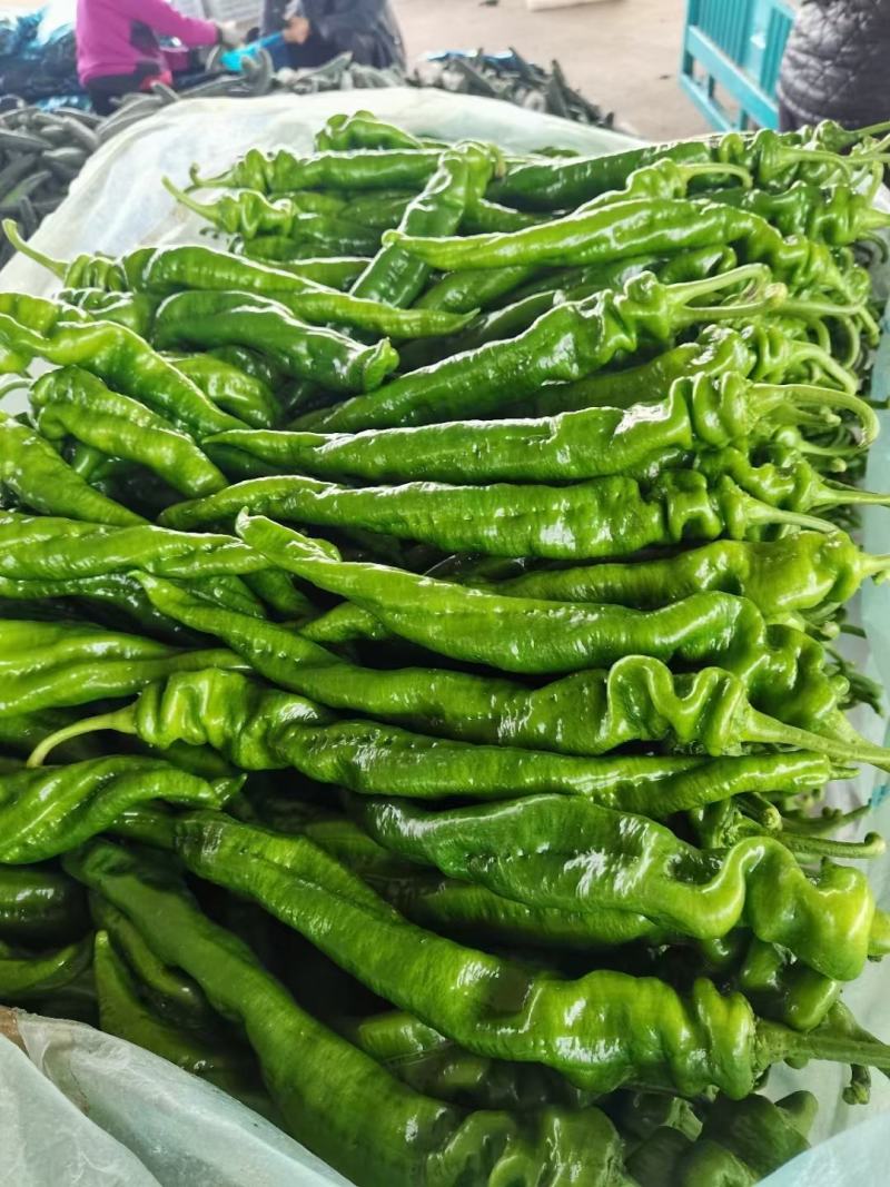 山东精品螺丝椒各种鲜辣椒专业代办辣椒