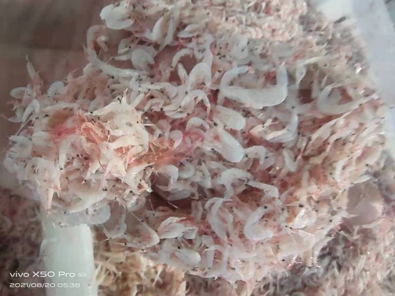 4.8元精品虾皮渤海湾特产价格实惠电商，拼货有量