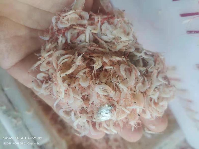 4.8元精品虾皮渤海湾特产价格实惠电商，拼货有量