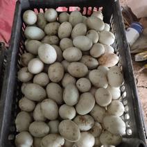 新鲜鸭蛋蛋黄红心自家养殖场多亩农田水塘喂养