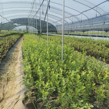 法新蓝莓苗—法新蓝莓苗品种介绍—法新蓝莓苗价格