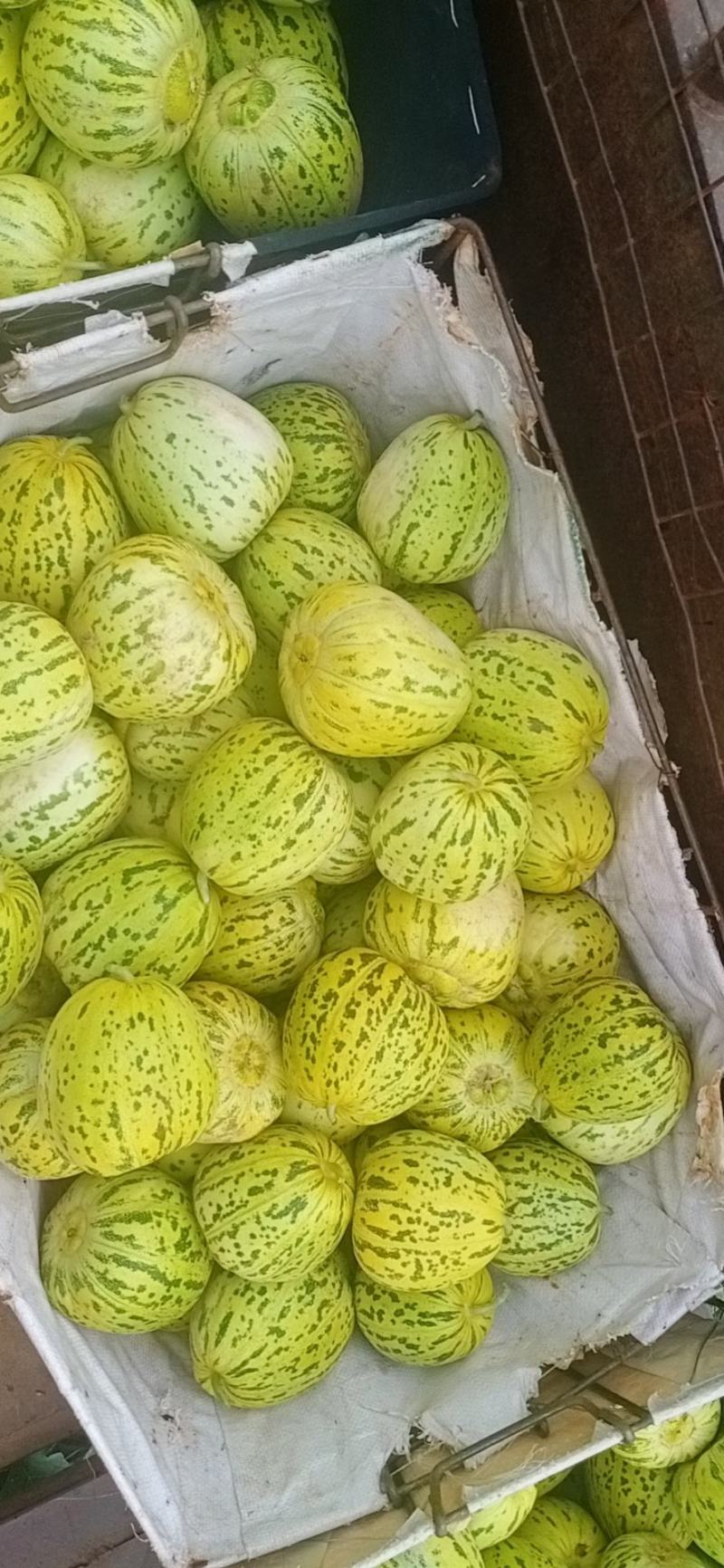 开鲁甜瓜