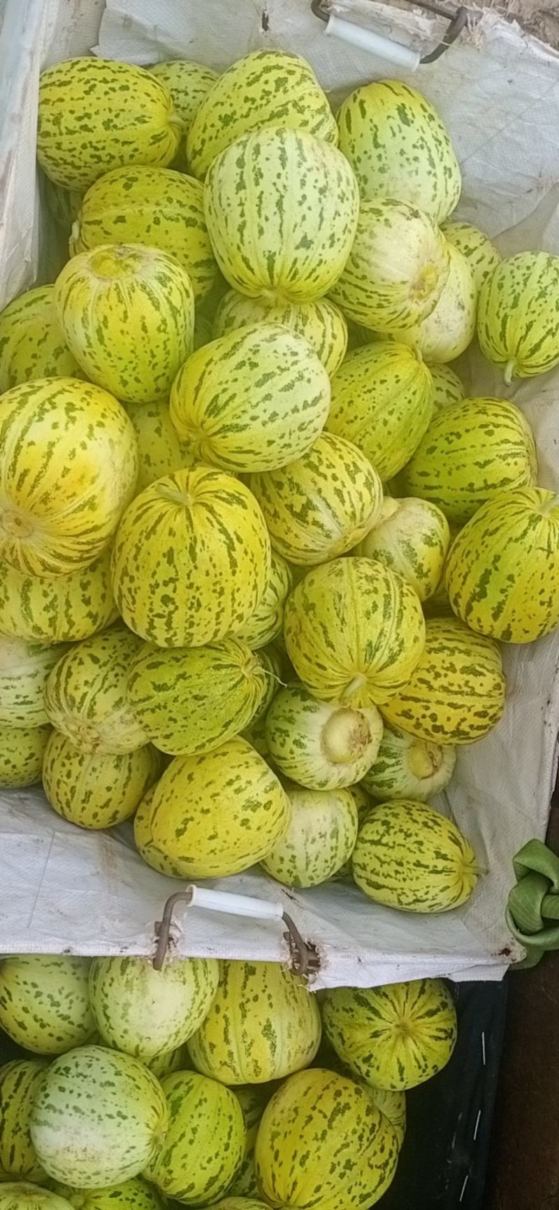 开鲁甜瓜