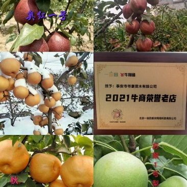 梨树苗山农酥梨,红香酥梨,秋月梨,新梨7号,玉露香梨