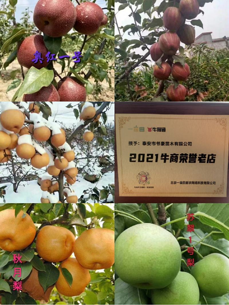 梨树苗山农酥梨，红香酥梨，秋月梨，新梨7号，玉露香梨
