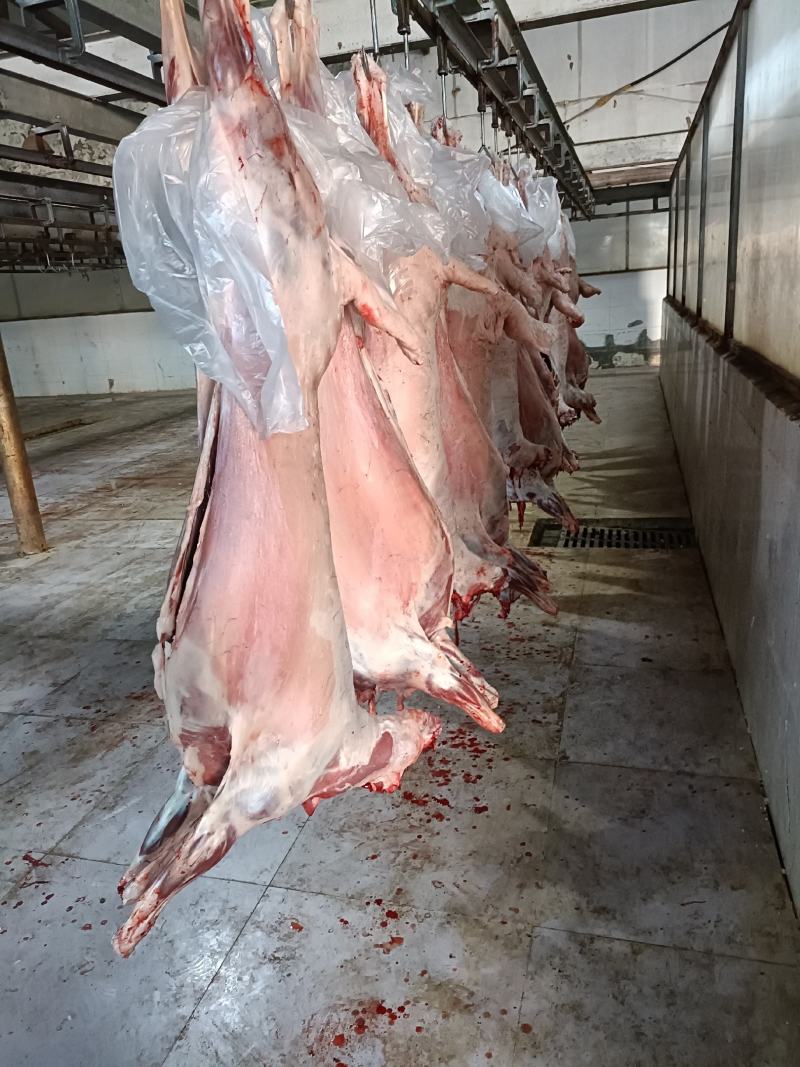 羊白条内蒙现杀本地羔羊肉质质量保证