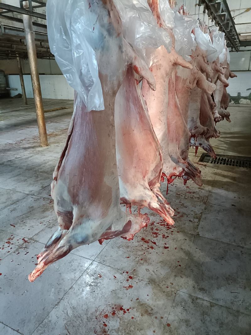 羊白条内蒙现杀本地羔羊肉质质量保证